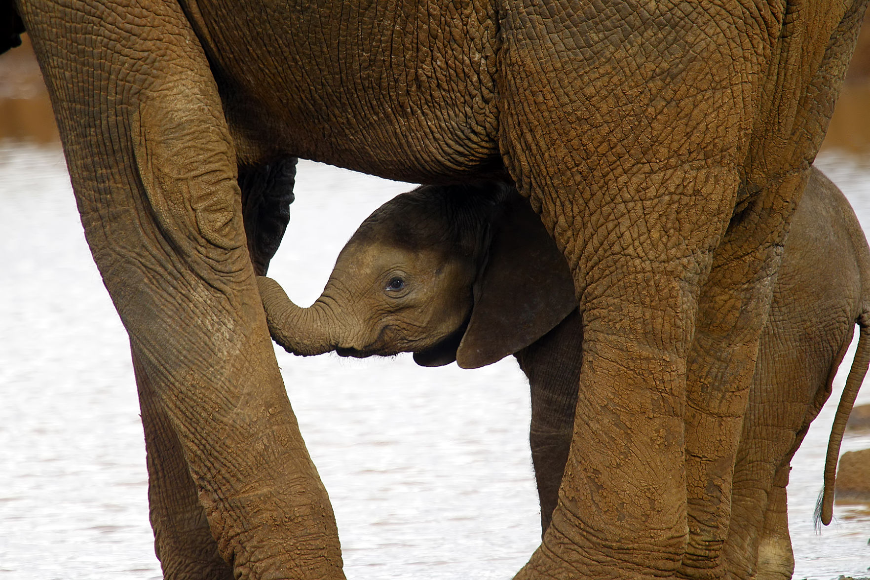 Baby Elephant